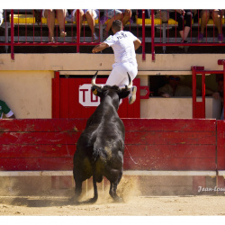 Course Camarguaise