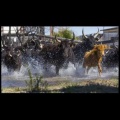 3ème Rassemblement pour l'image taurine de Saint-Just