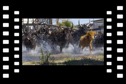 3ème Rassemblement pour l'image taurine de Saint-Just