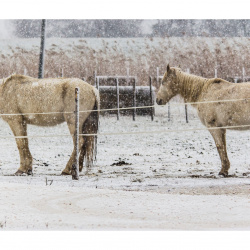 Neige en Camargue