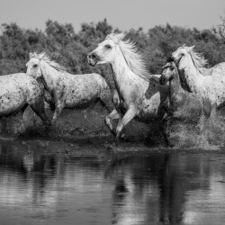 Photos Camargue