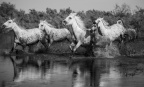 Photos Camargue